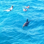 Schwimmen mit Delfinen in Hurghada Rotes Meer Delphin Tour ab Sahl Hasheesh